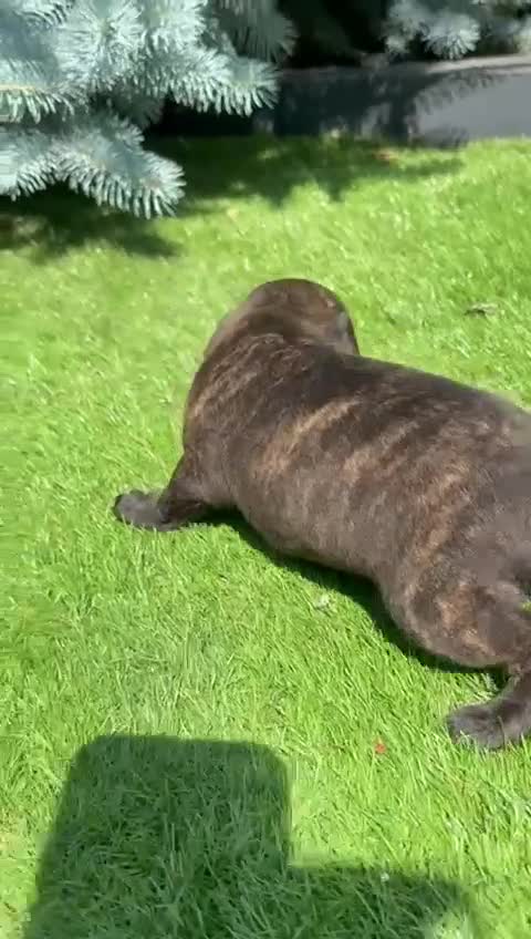Staffordshire Bull Terrier dogs for sale: Staffordshire bull terrier puppies - Video 2