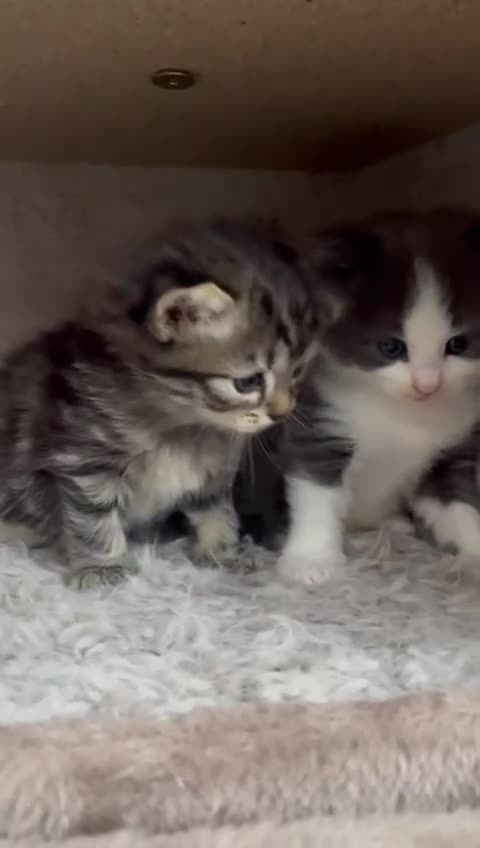 Siberian cats for sale: Beautiful Mixed Kittens-Siberian/Ragdoll/Longhair - Video 2
