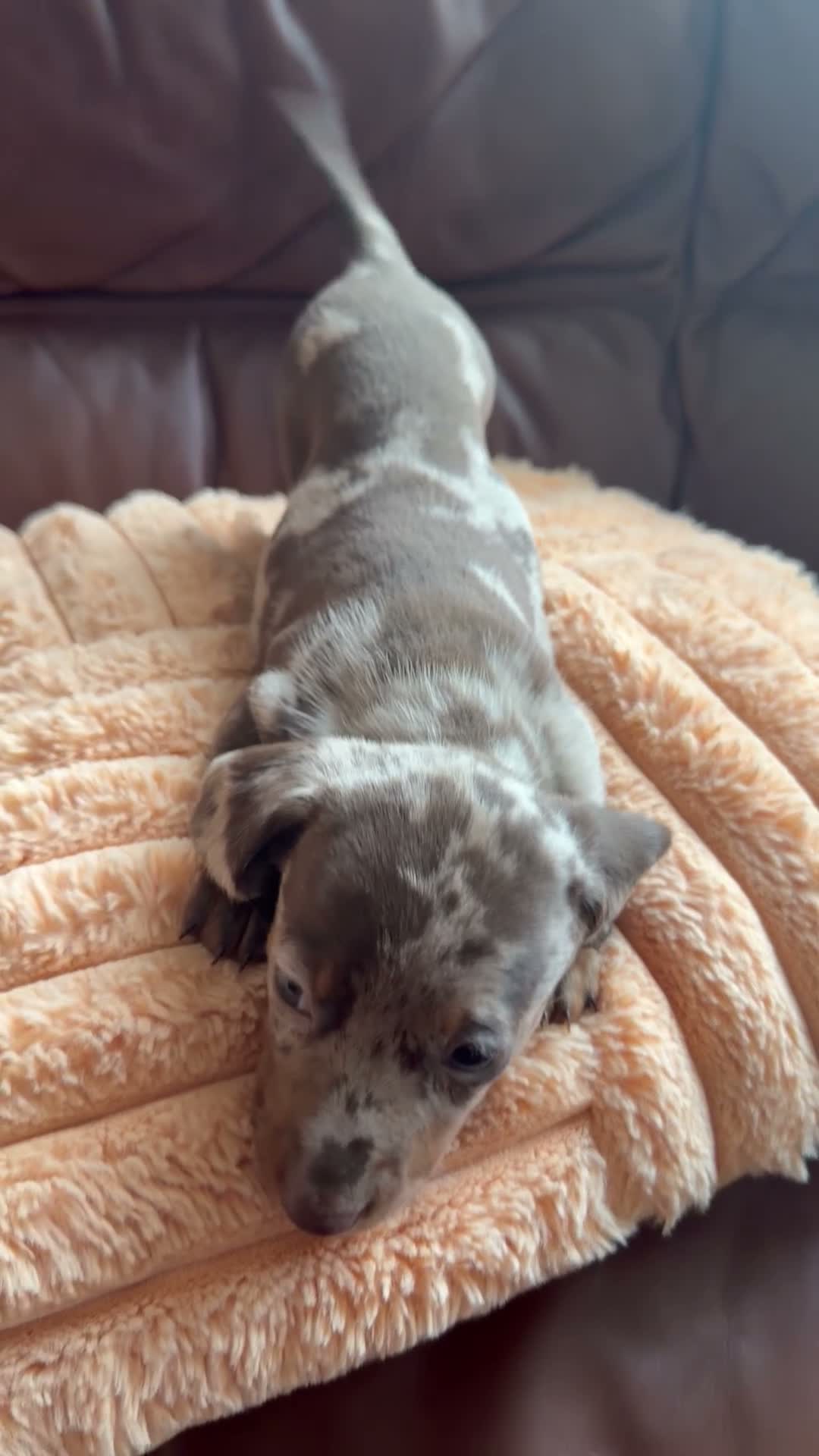 Miniature Dachshund dogs for sale: Miniature Dachshund Puppies - Video 1