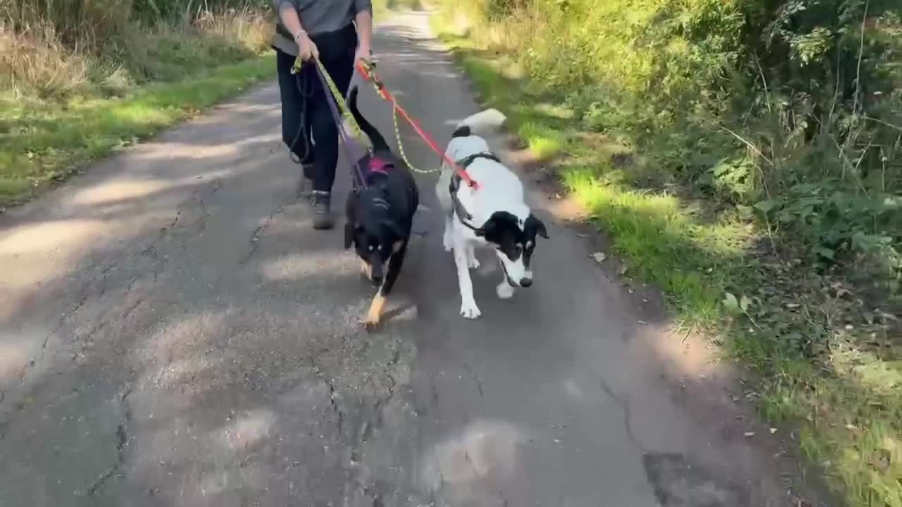 Mixed Breed dogs for adoption: Toffee and Treacle waiting for someone to love  - Video 2