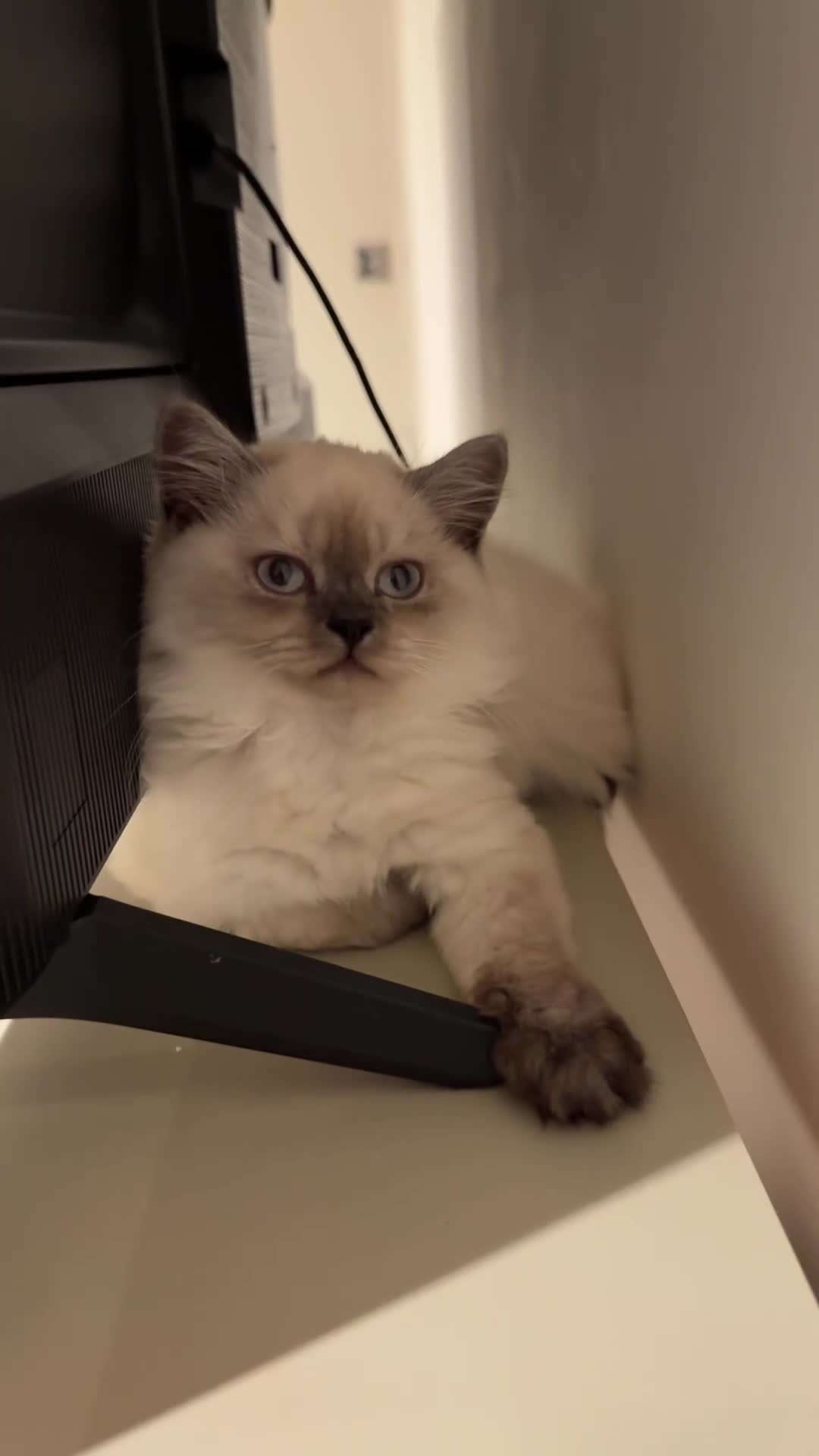 British Longhair cats for sale: British long hair female  - Video 1