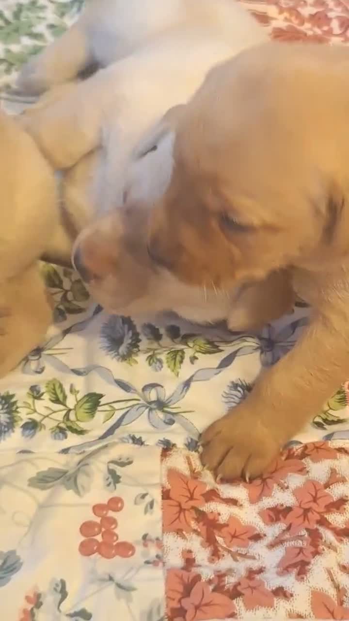 Labrador Retriever dogs for sale: Labrador Pups from Championship Lines - Video 2