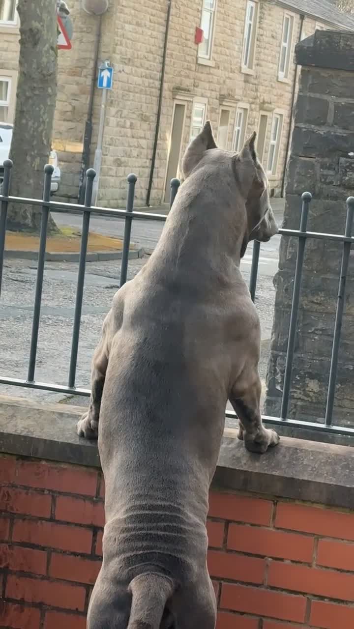 Cane Corso dogs for sale: Cane Corso  - Video 1