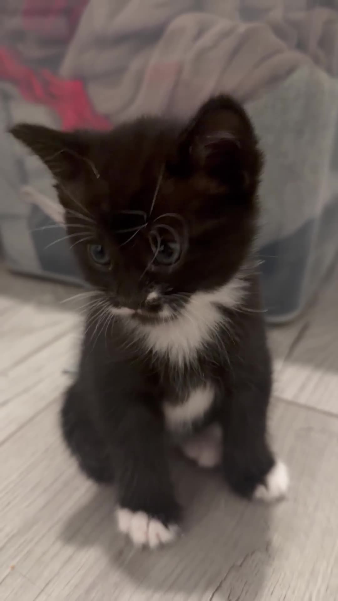 Mixed Breed cats for sale: 7 week old kittens for sale  - Video 2