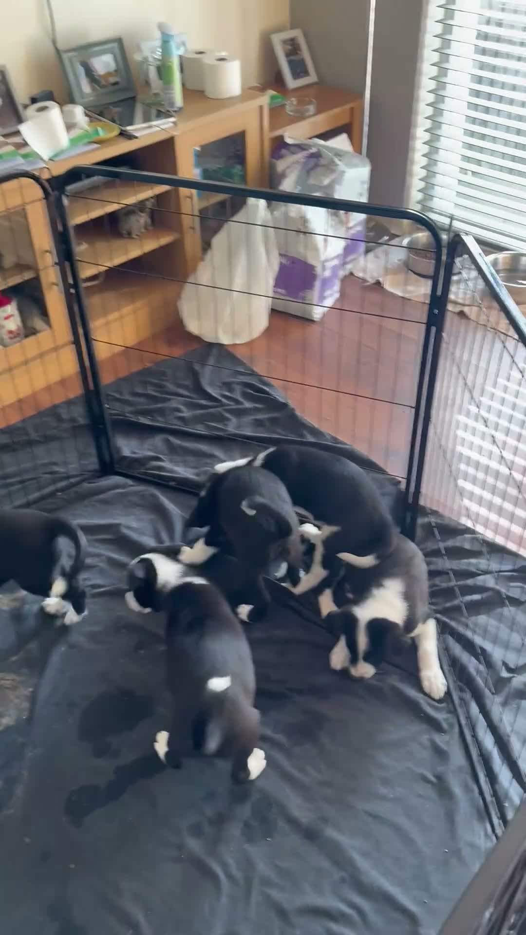 Border Collie dogs for sale: Puppies for sale  - Video 1