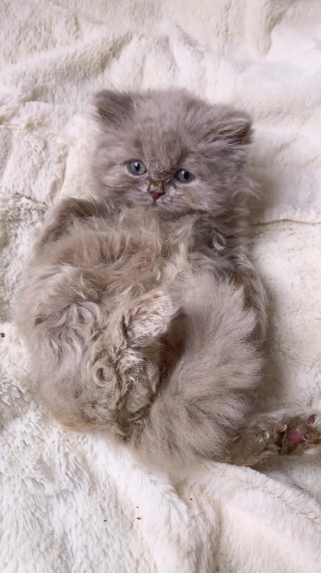 British Longhair cats for sale: Stunning Lilac British Longhair Boy TICA Reg - Video 1