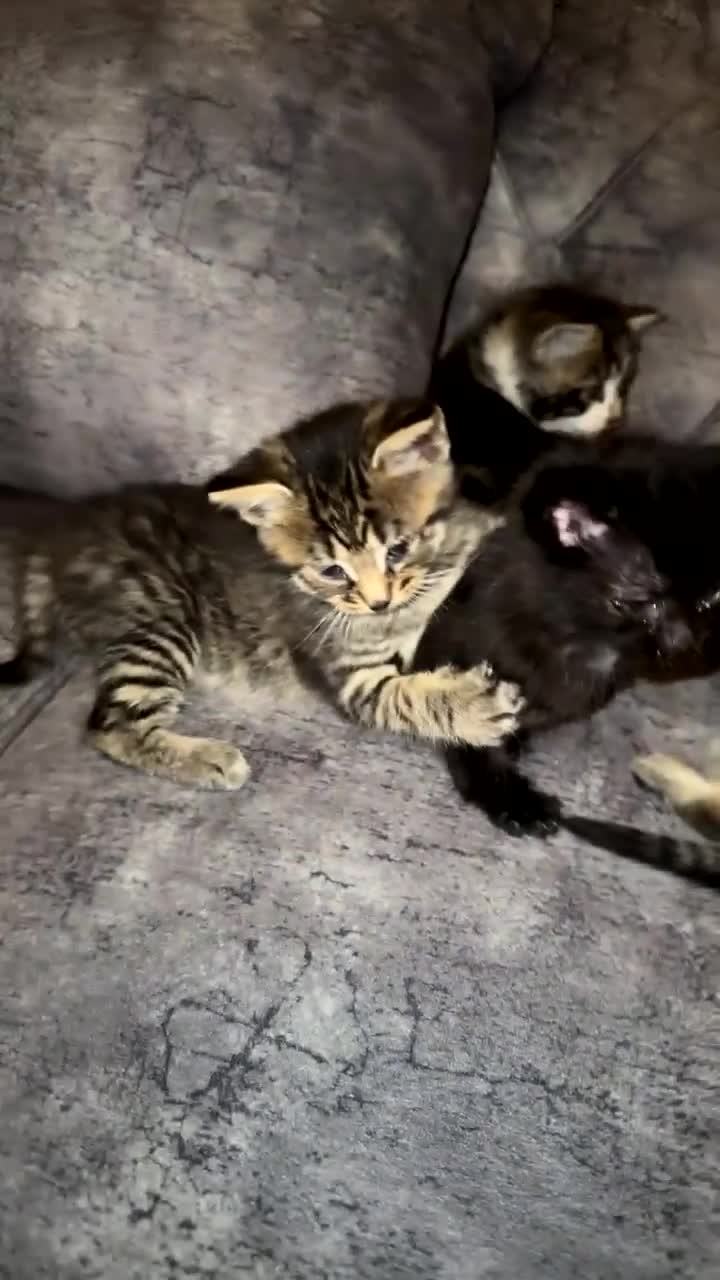 Domestic Shorthair cats for sale: Adorable Tabby/domestic shorthairs  - Video 4