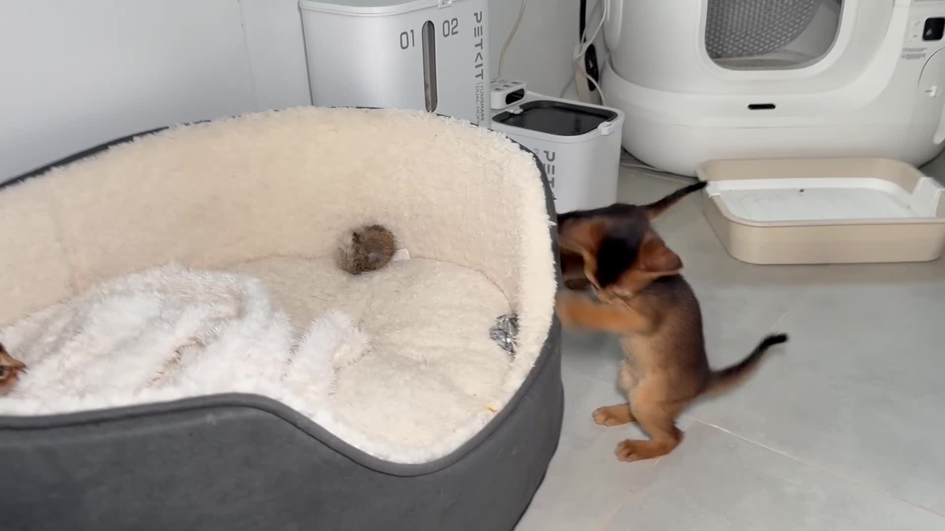 Abyssinian cats for sale: Champion parents amazing kittens  - Video 1