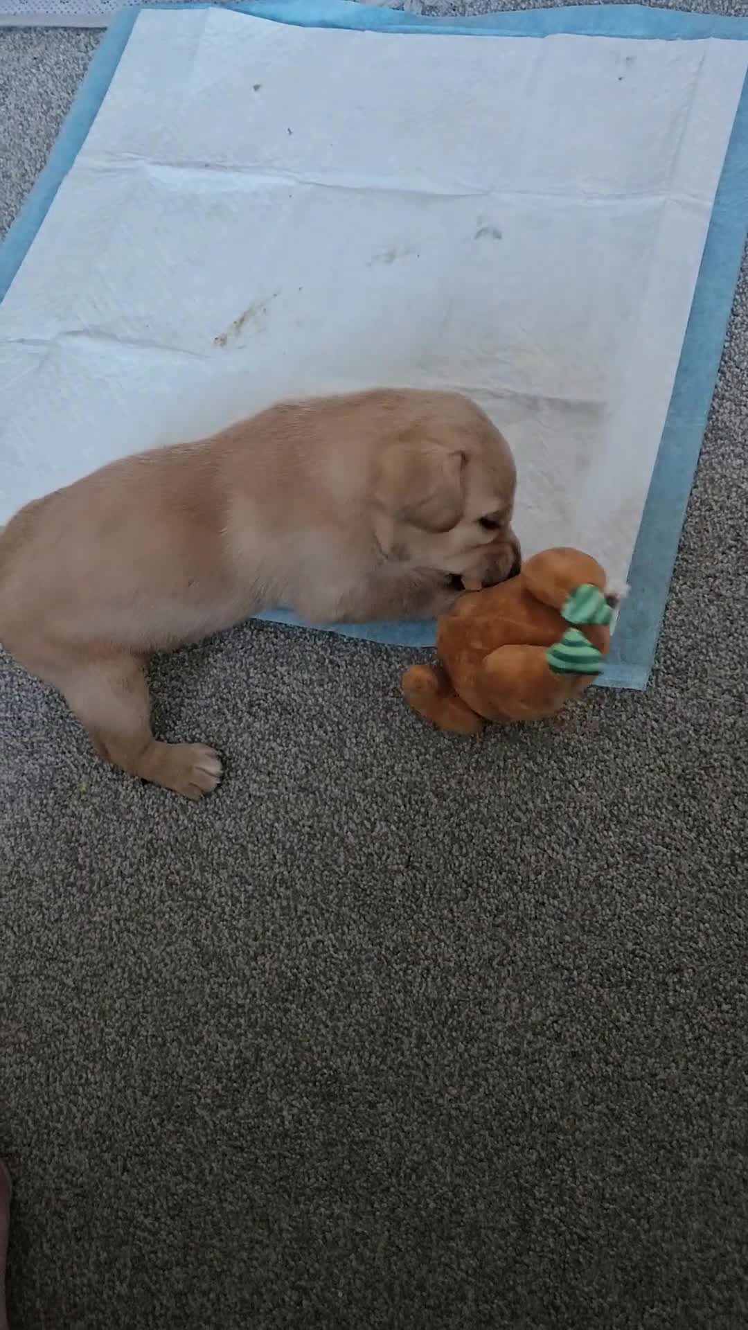 Labrador Retriever dogs for sale: Beautiful boy Labrador retriever  - Video 3