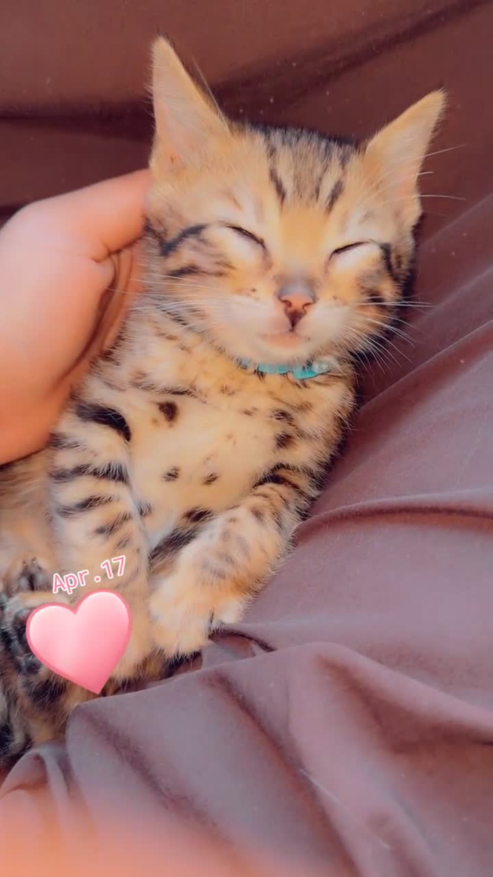 Bengal cats for sale: Two pure Bengals  - Video 2