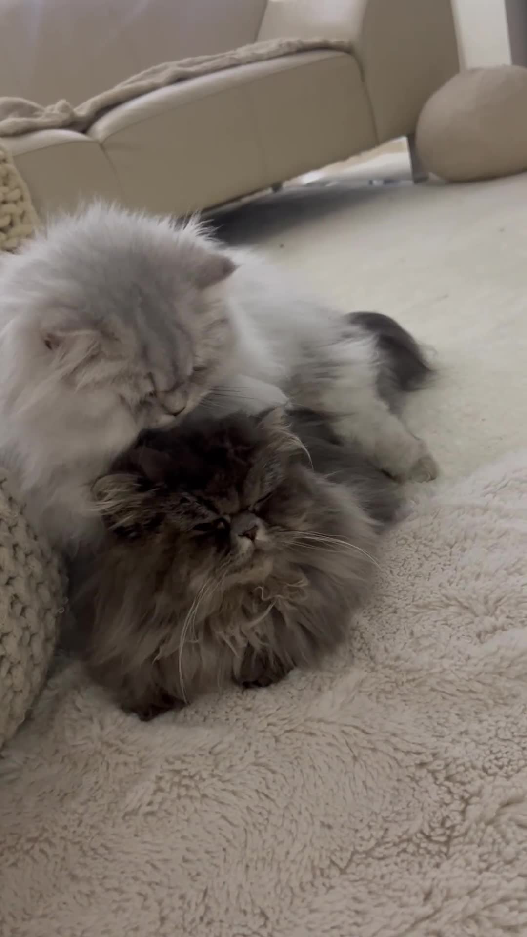 Persian cats for stud: 🌟PERSIAN White Chinchilla for STUD 🌟 - Video 1