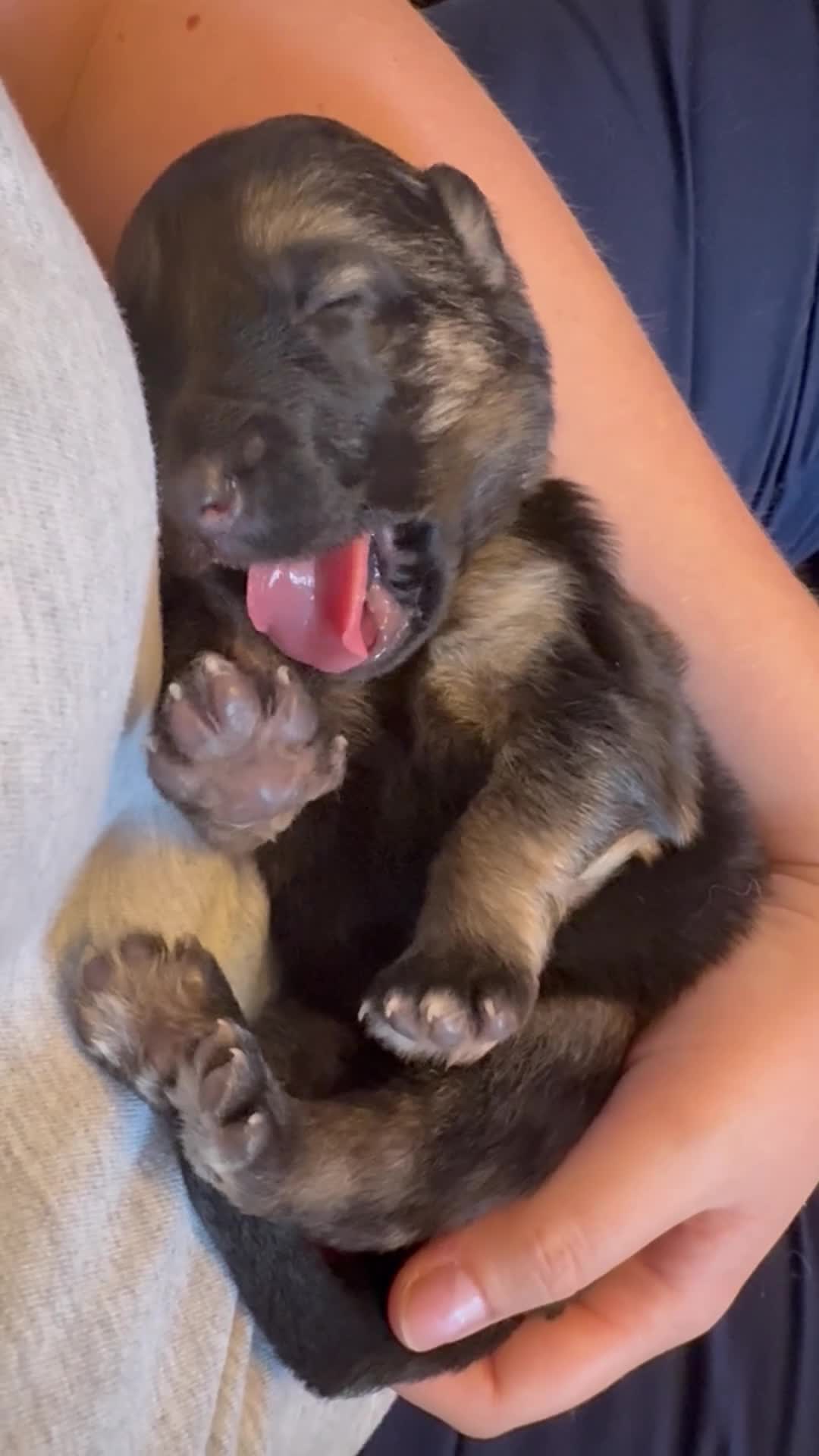 German Shepherd dogs for sale: German Shepard pups for sale - 2 boys 5 girls in Chesterfield - Video 2