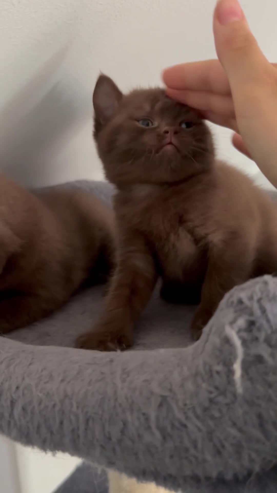 British Shorthair cats for sale: Chocolate brown British shorthair kitten  - Video 1