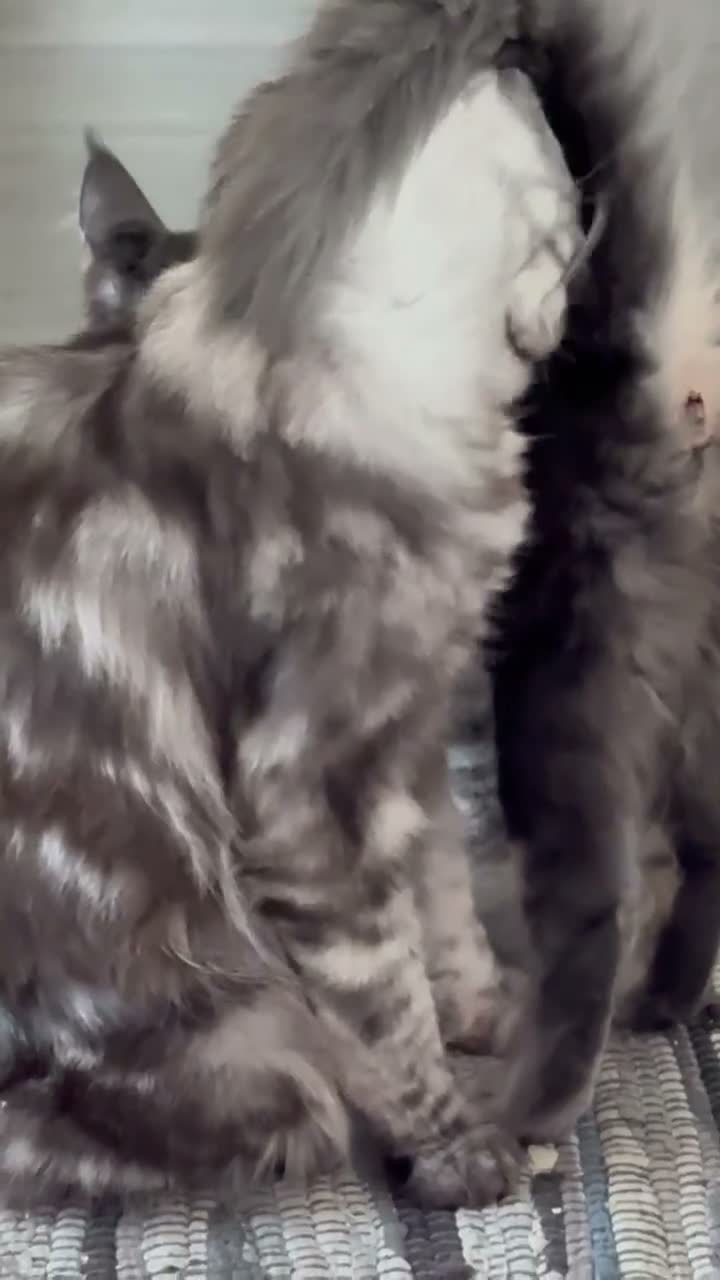 Maine Coon cats for sale: ACTIVE GCCF MAINE COON KITTENS 🐾❤️ - Video 2