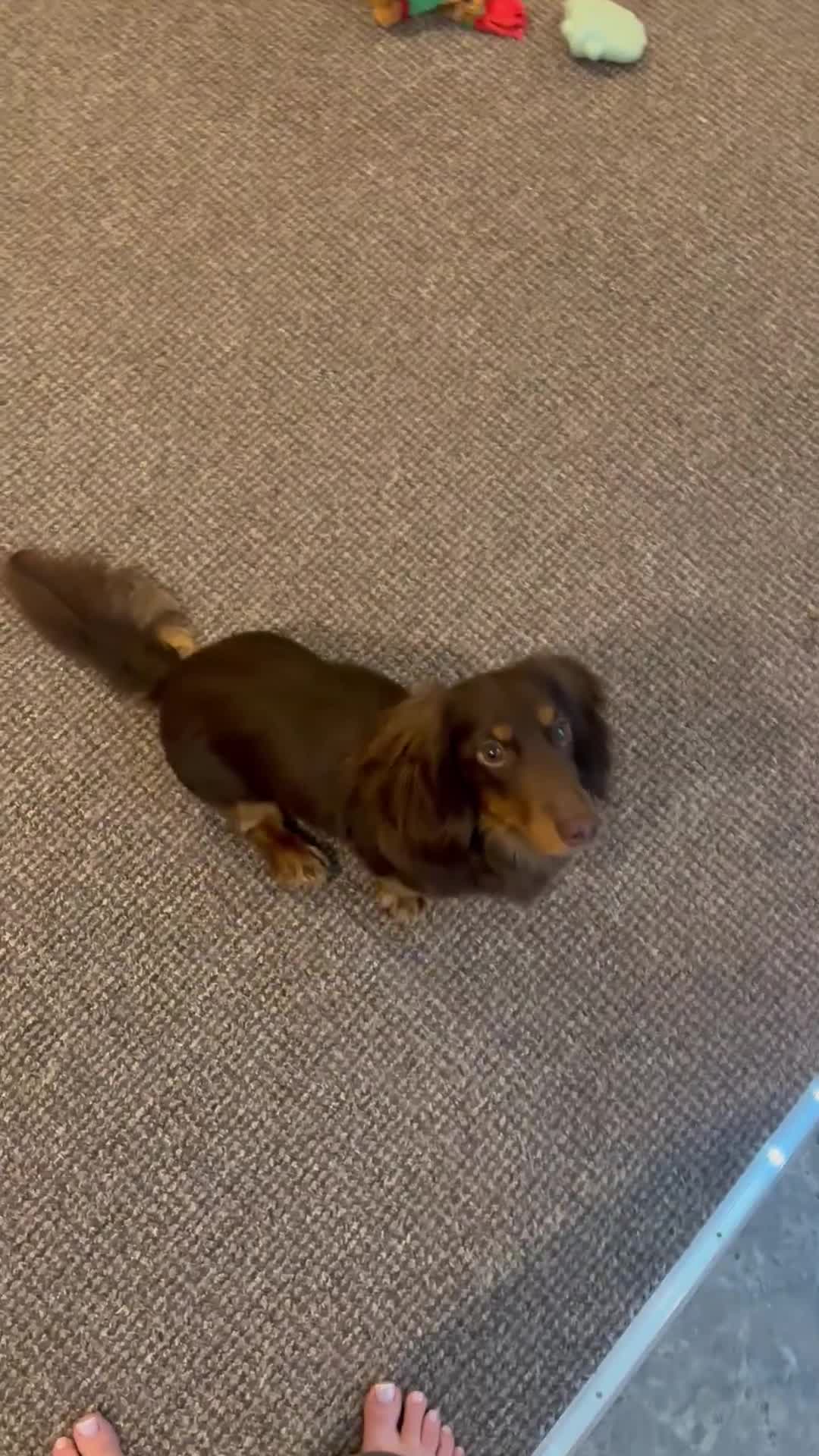 Miniature Dachshund dogs for stud: KC registered long haired miniature Dachshund - Video 1