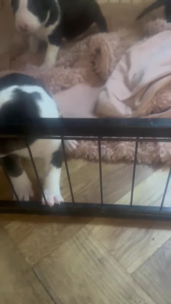 English Bull Terrier dogs for sale: 2 gorgeous English bull terriers - Video 1