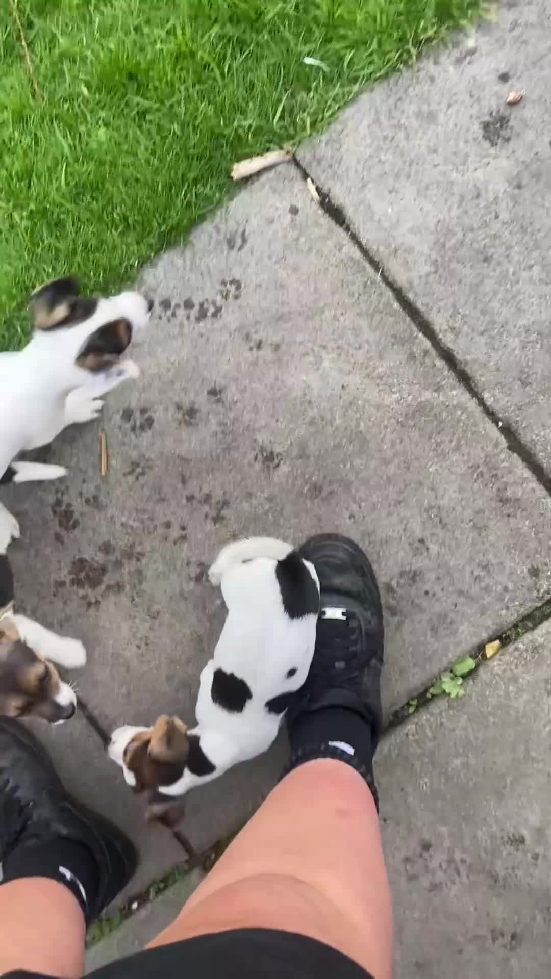 Jack Russell dogs for sale: Jack Russell pups - Video 2