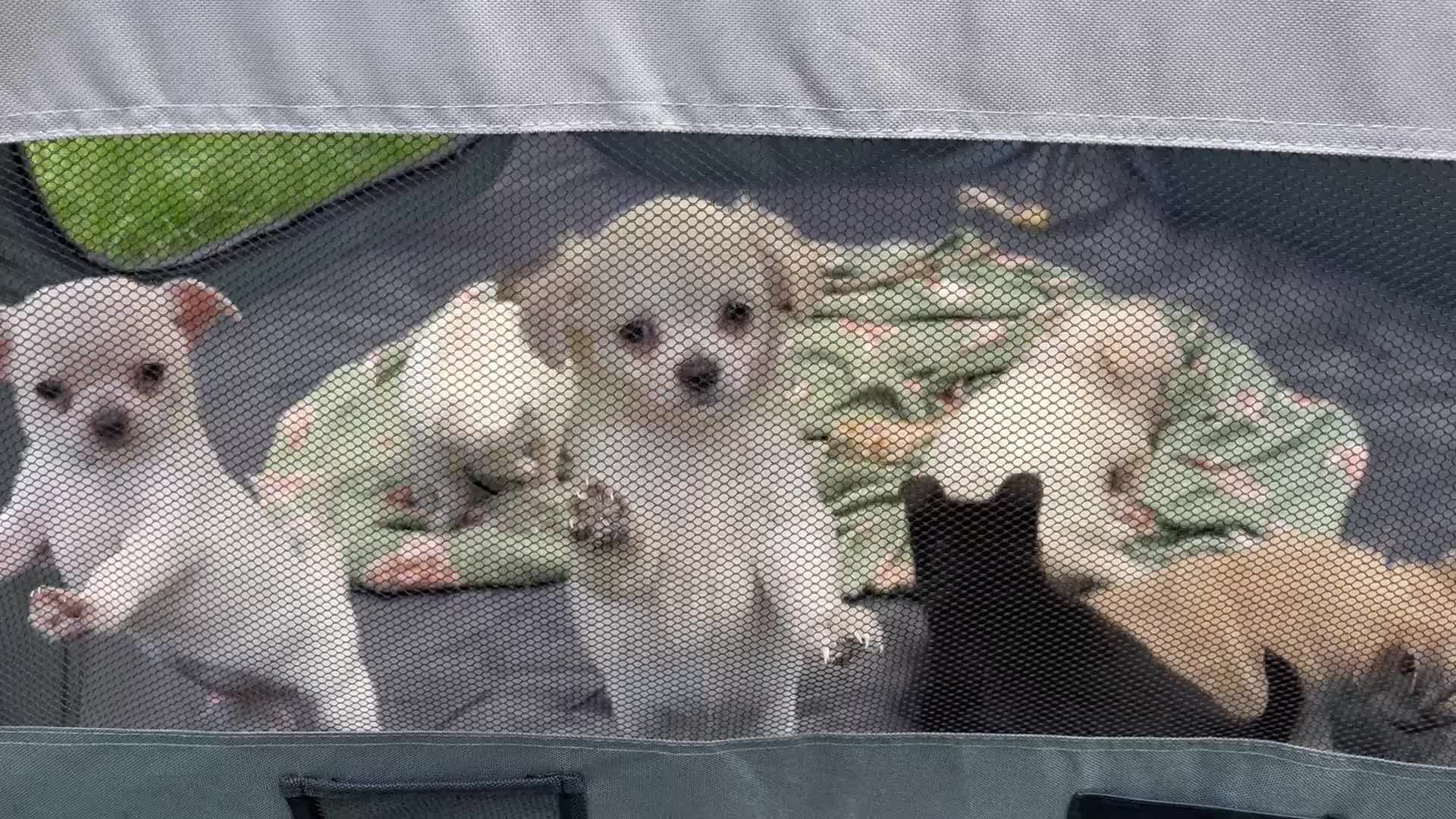 Chihuahua dogs for sale: Meet the Magnificent 7 - Video 1