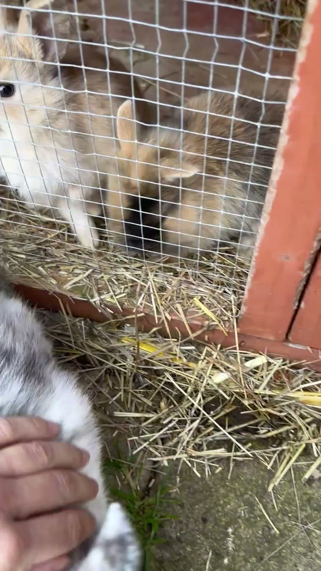 Dwarf Lop rabbits for sale: Dwarf bunnies - Video 1