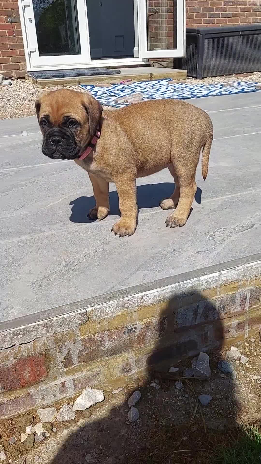 Bullmastiff dogs for sale: K.c registered Bullmastiff puppies  - Video 2
