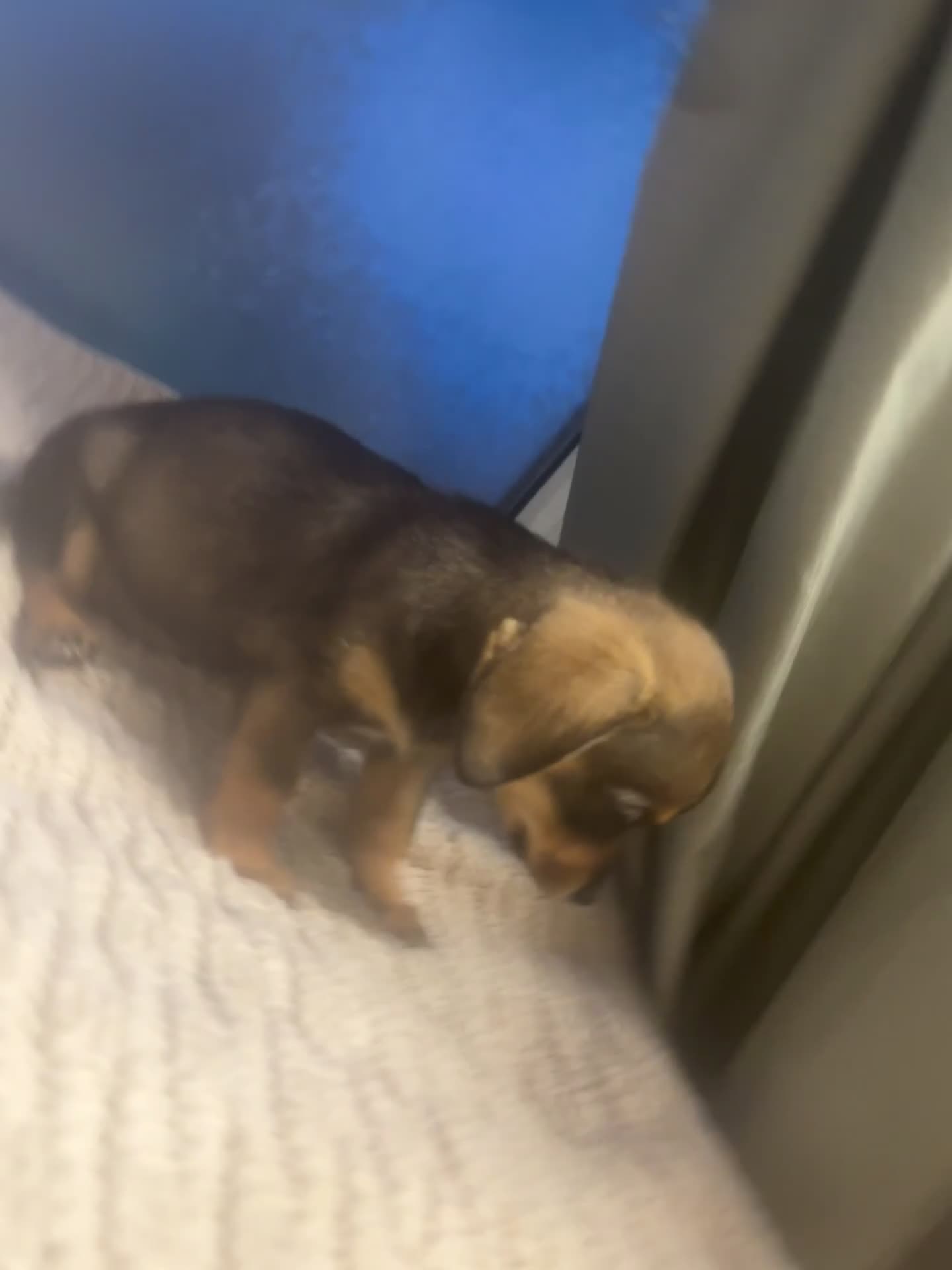 Mixed Breed dogs for sale: Dashound and Pomeranian  - Video 2