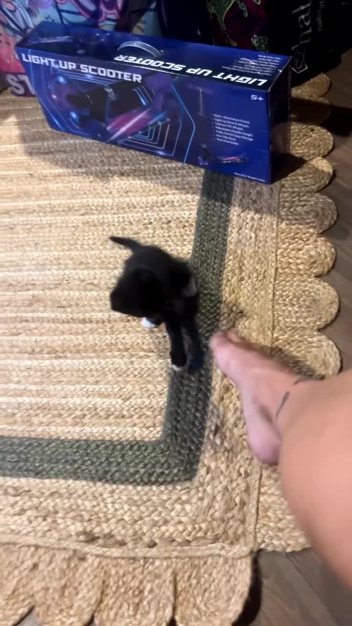 Mixed Breed cats for sale: Last little boy available  in Peterborough - Video 2