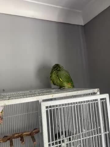 Parrots birds for sale: Amazon blue fronted parrot  - Video 2