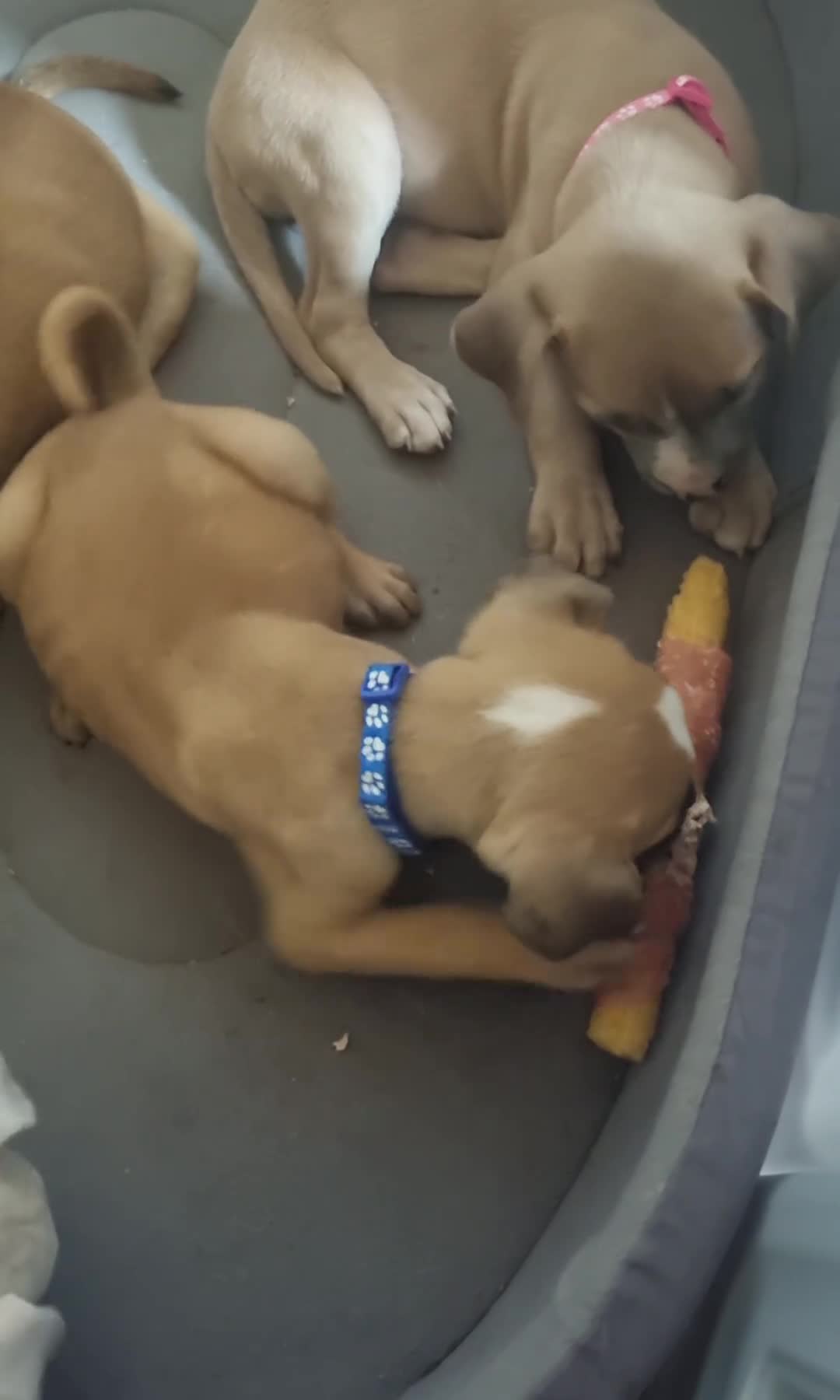 Mixed Breed dogs for sale: Loving Staffy x American Bulldog Pups - Ready Now  - Video 5