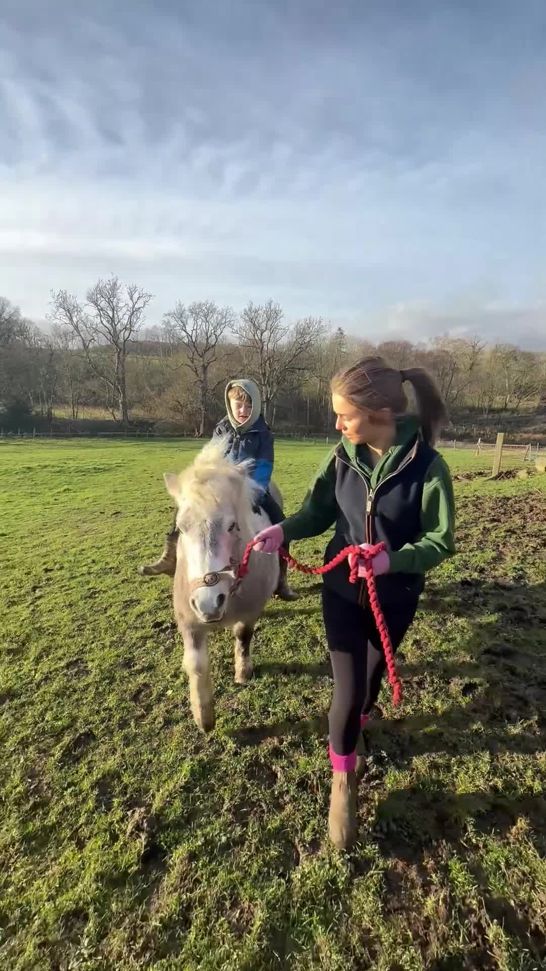 Dartmoor horses for sale: Nutmeg 10.1hh unbroken Dartmoor pony mare- 4yrs - Video 1