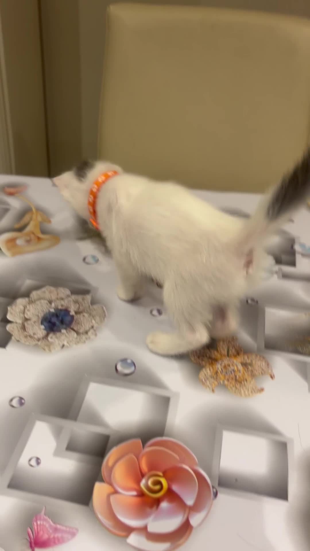 Turkish Angora cats for sale: Mix Turkish Angora kitten - Video 1