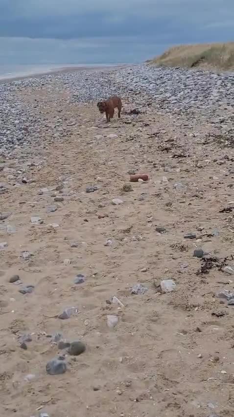 Dogue De Bordeaux dogs for stud: Full pedigree dogue de bourdeaux Stud  Available  - Video 1