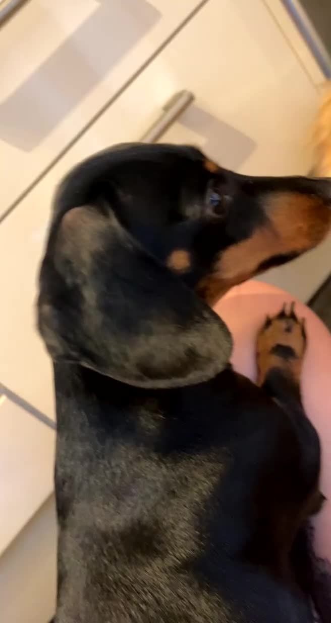 Dachshund dogs for sale: Black and Tan Dachshund Looking for a Loving Home  - Video 3