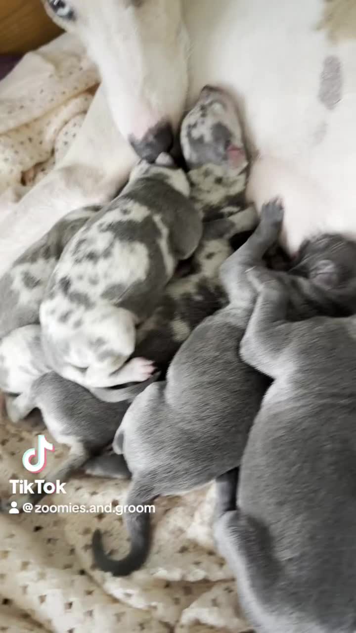 Italian Greyhound dogs for stud: Spanish import KC Italian greyhound for stud - Video 2