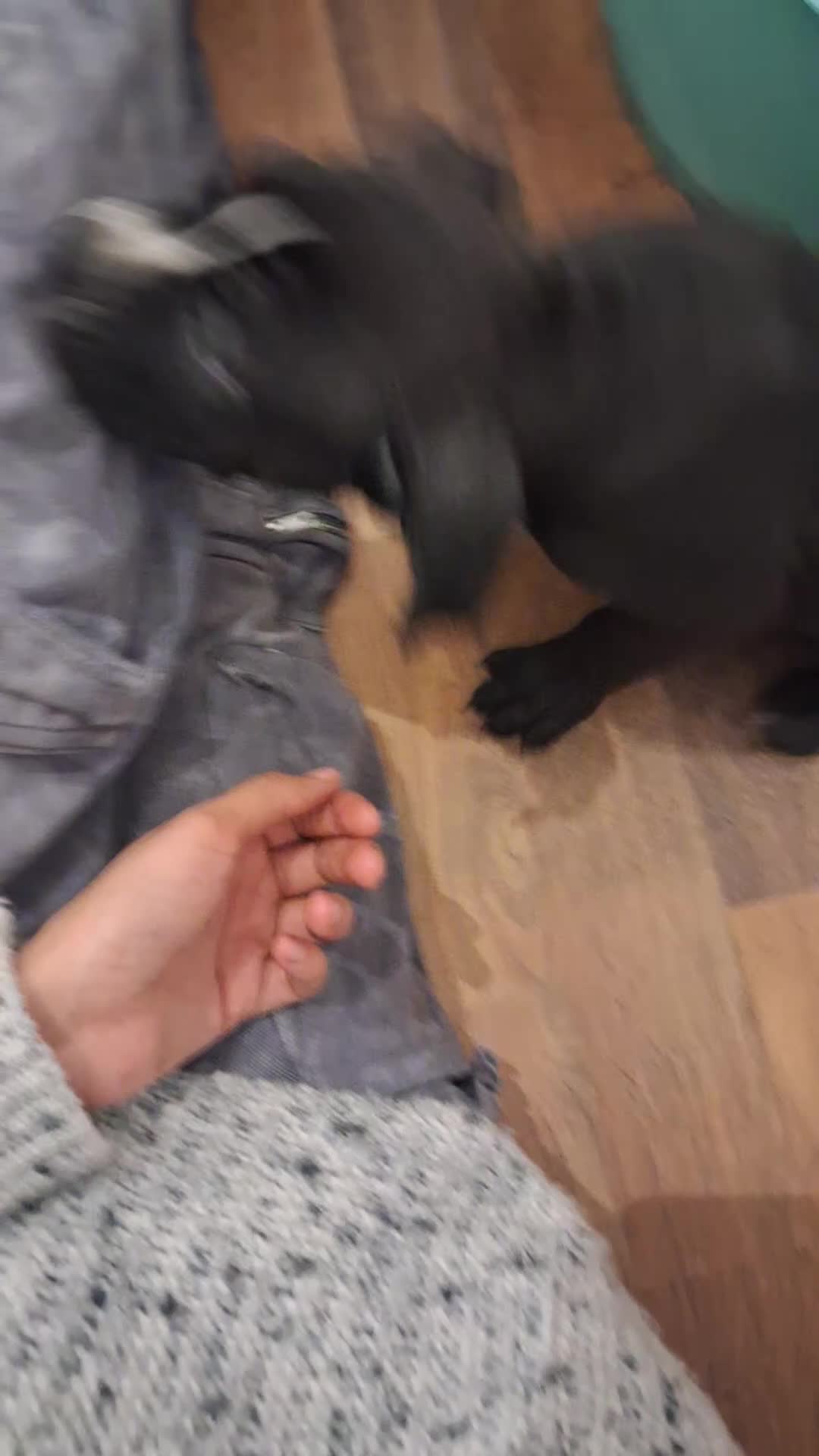 Mixed Breed dogs for sale: Alapaha Blue Blood Bulldog X Cane Corso Puppies  - Video 3