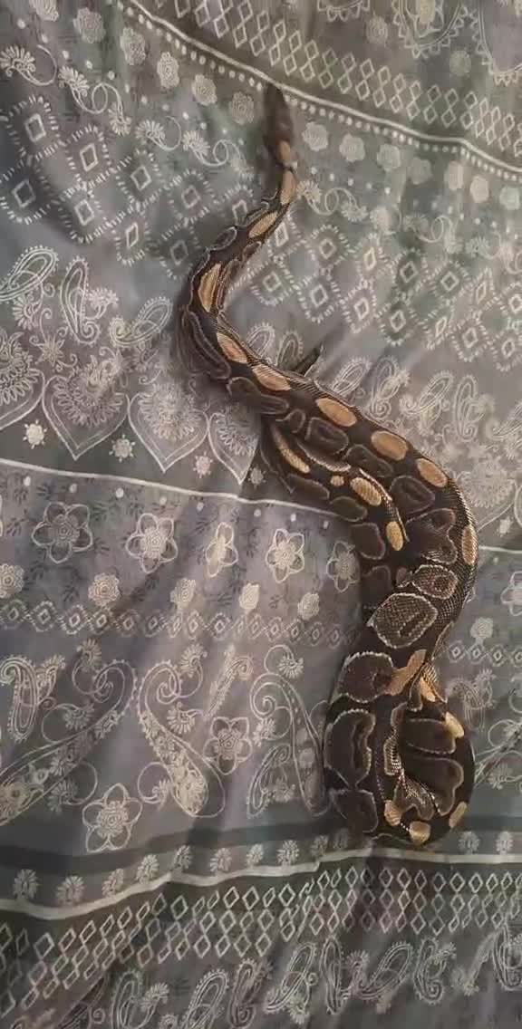 Python Snake reptiles for sale: Royal python  - Video 1