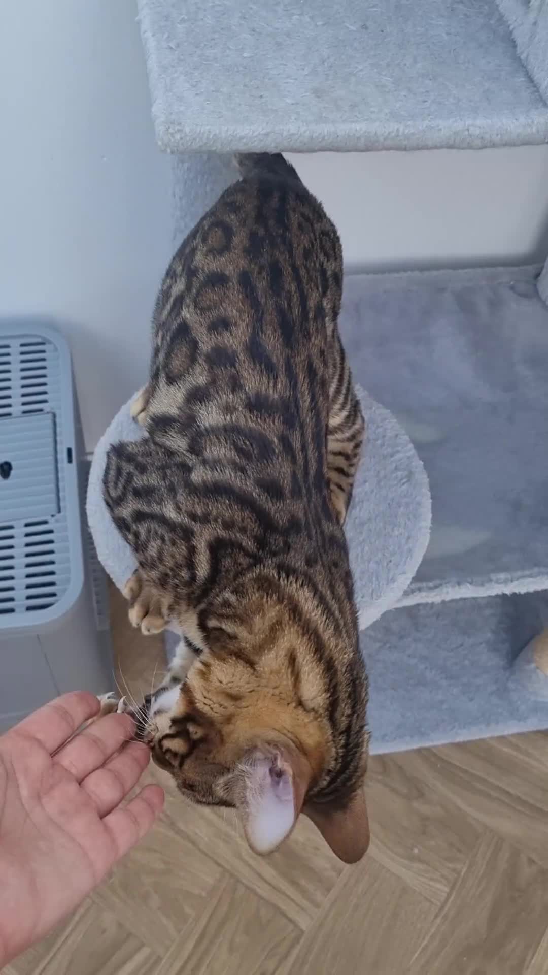 Bengal cats for sale: With breeder rights - Video 2