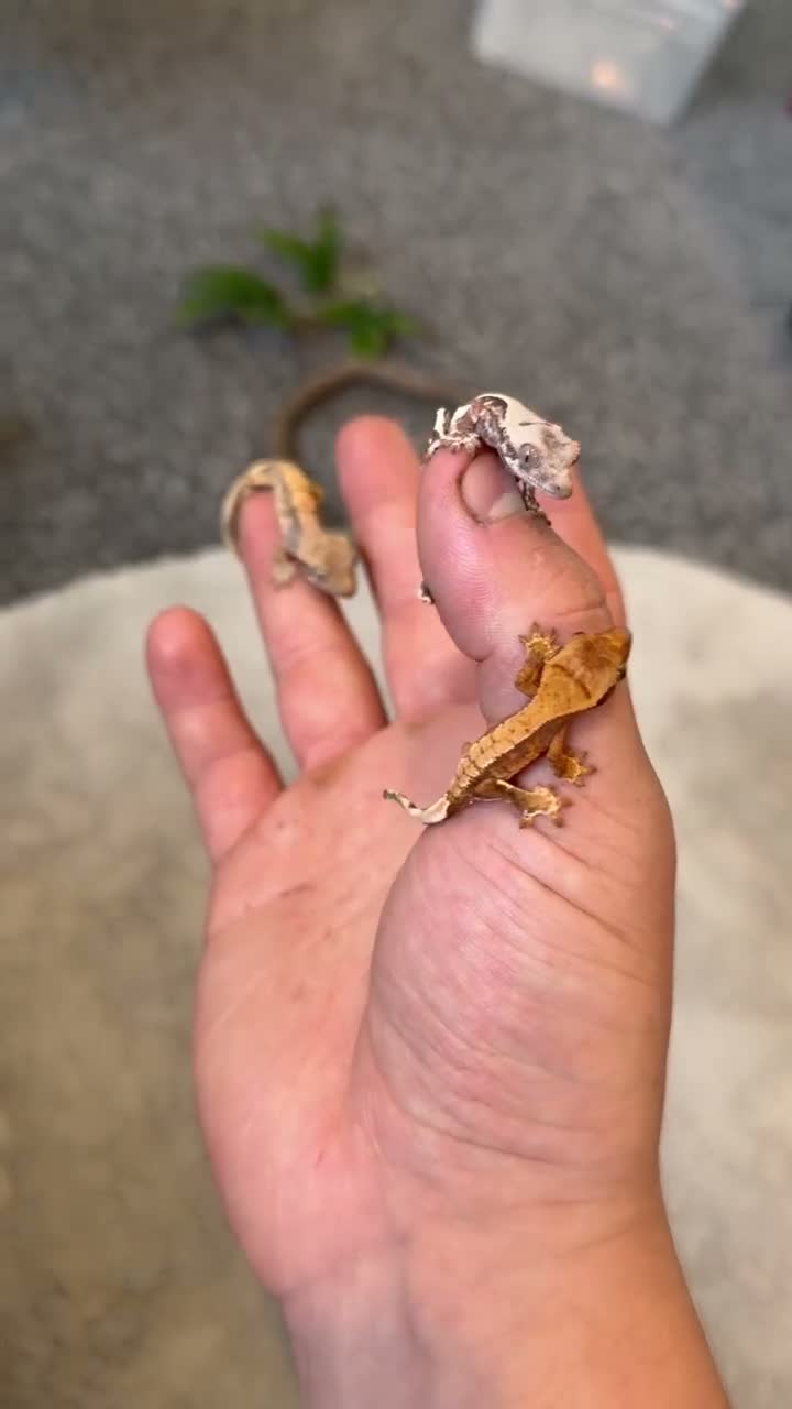 Gecko reptiles for sale: Baby crested geckos + full setups REDUCED - Video 1