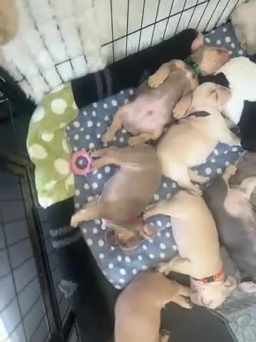 French Bulldog dogs for sale: French Bulldog gorgeous puppies - Video 2