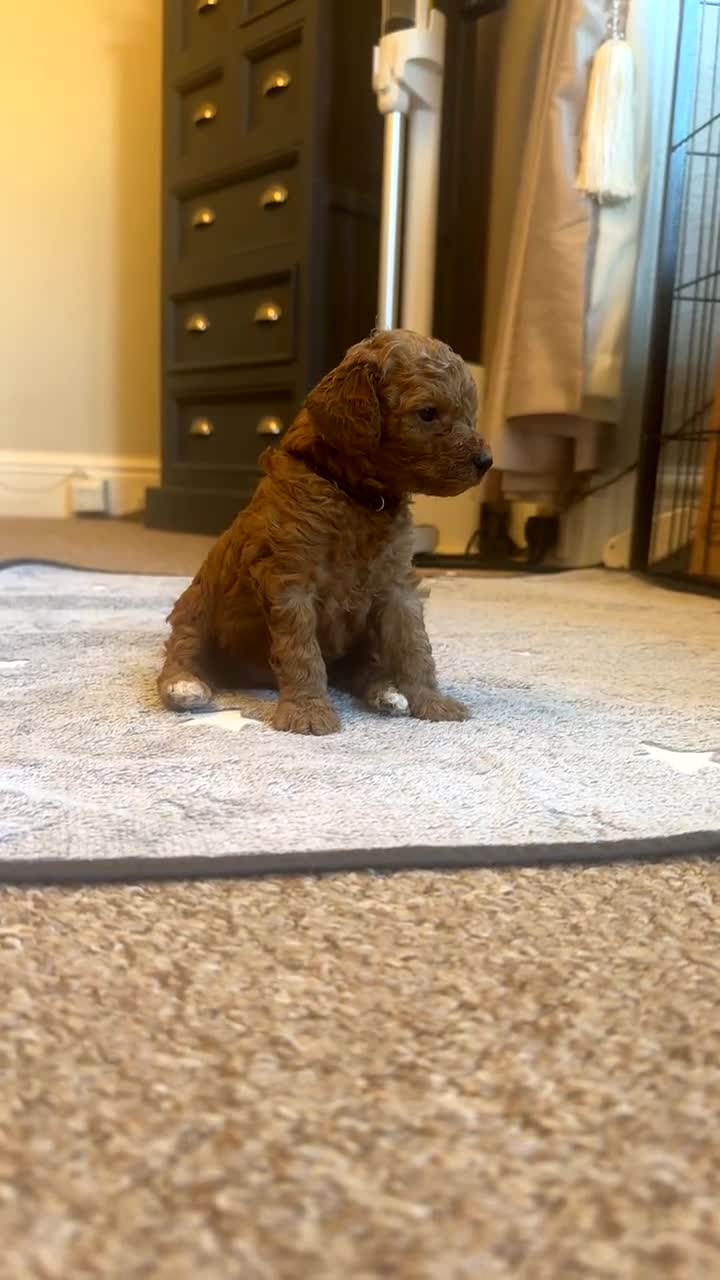 Cockapoo dogs for sale: Beautiful F1b apricot cockapoo puppies - Video 1