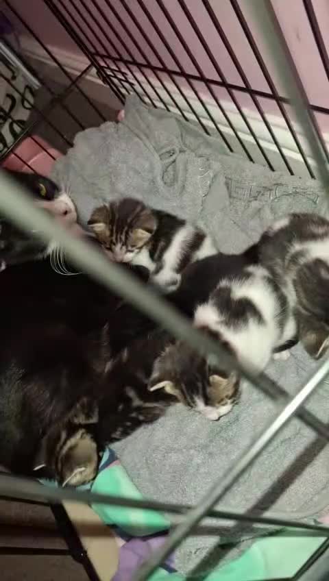 Domestic Shorthair cats for sale: Stunning kittens for sale. - Video 1