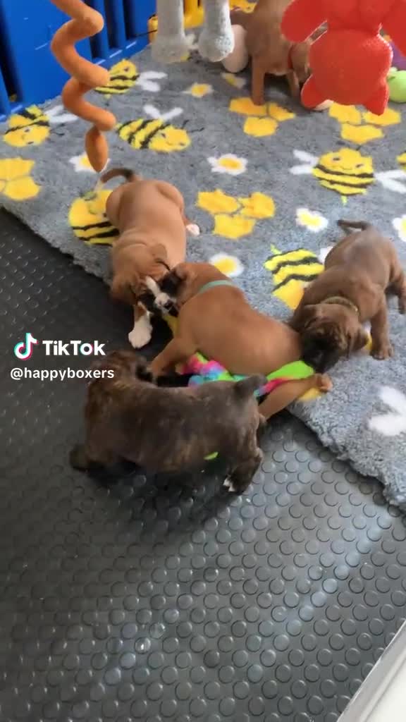 Boxer dogs for sale: Female bobtail brindle boxer puppy in Rotherham - Video 3