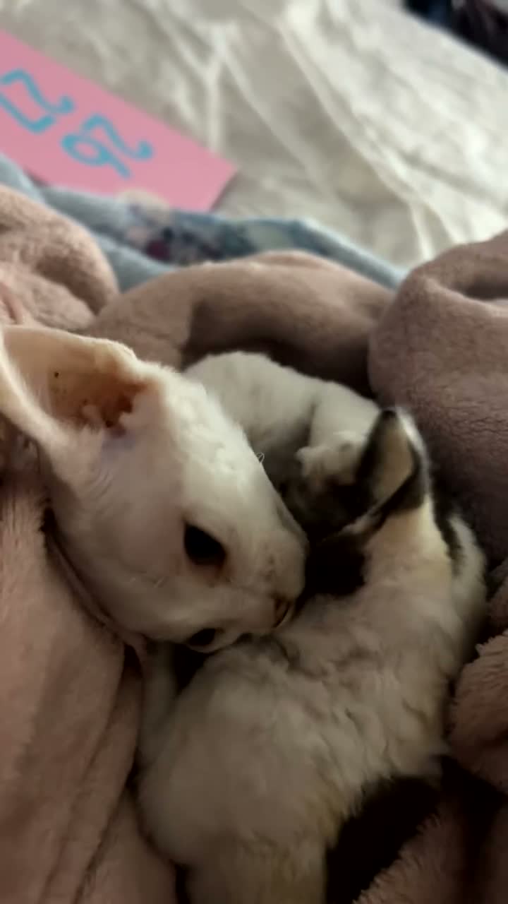 Devon Rex cats for sale: Beautiful Loving Girl Kittens Gorgeous & Cuddly 🌸 - Video 3