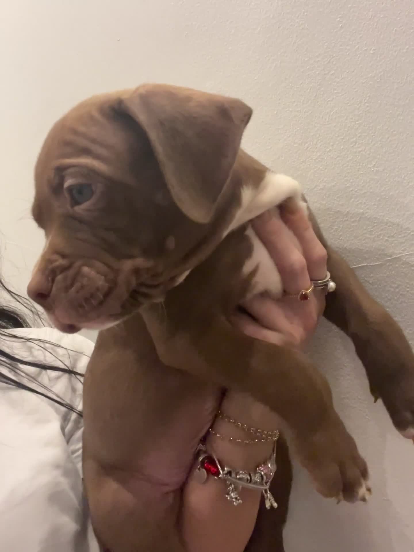 American Bully dogs for sale:  Medium Bully Puppies–XL are banned, these are NOT - Video 5