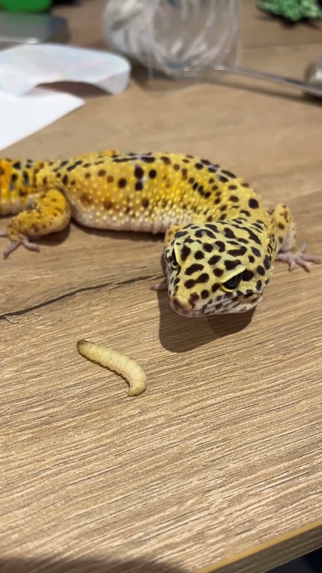 Leopard Gecko reptiles for sale: Leopard Gecko with Complete Vivarium & Accessories - Video 1