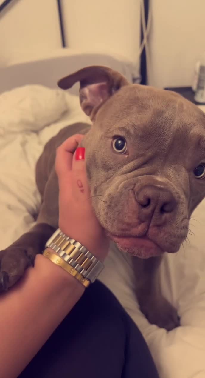 American Bully dogs for sale: Micro bully looking for a forever home💕 - Video 2
