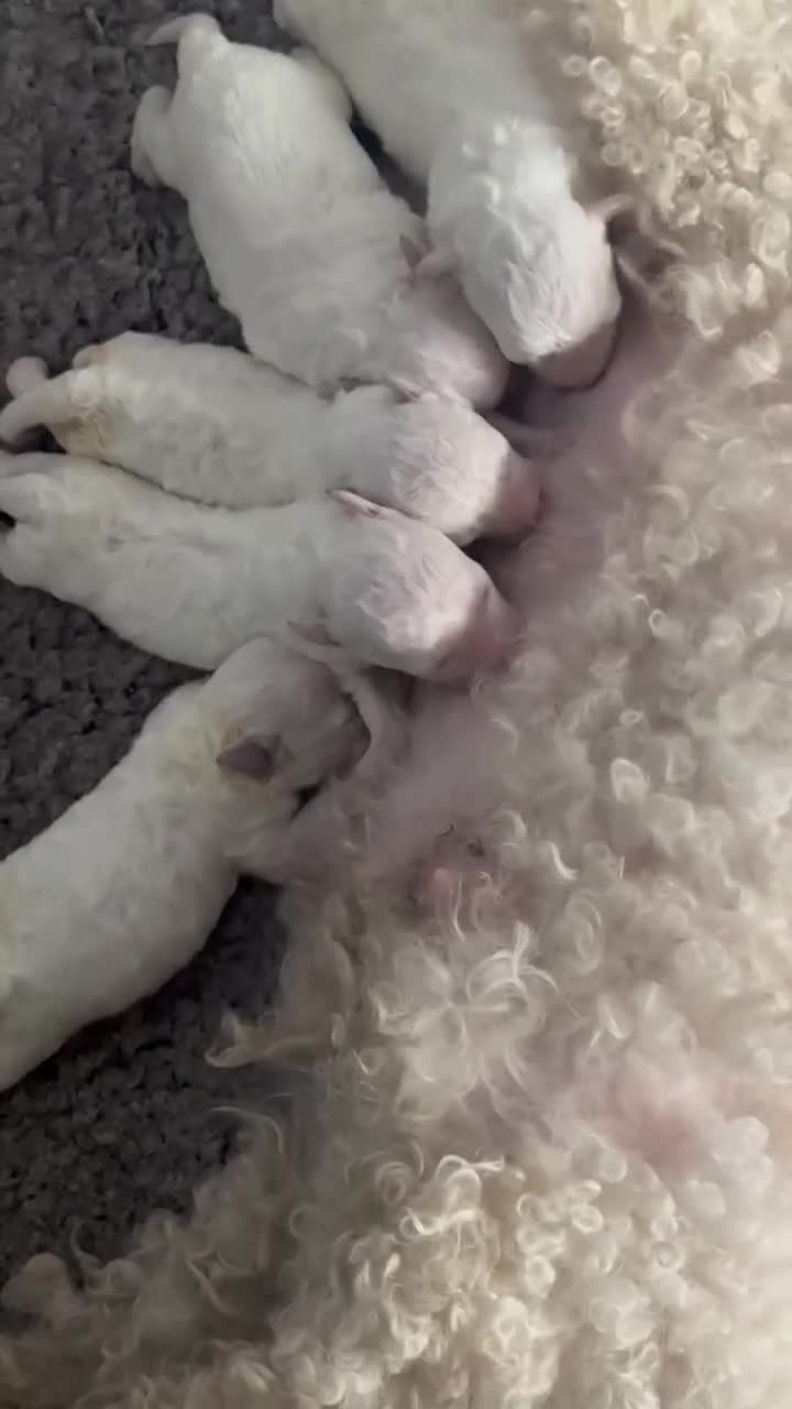 Bichon Frise dogs for sale: Pure Bred Bichon Frise Pups *REDUCED*  2 boys left - Video 1