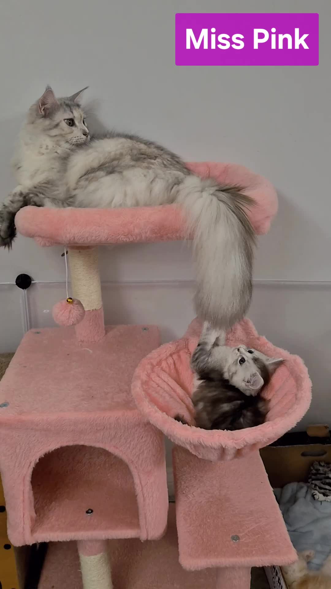 Maine Coon cats for sale: GCCF Pedigree Rare Red Shaded Silver Maine Coons - Video 4