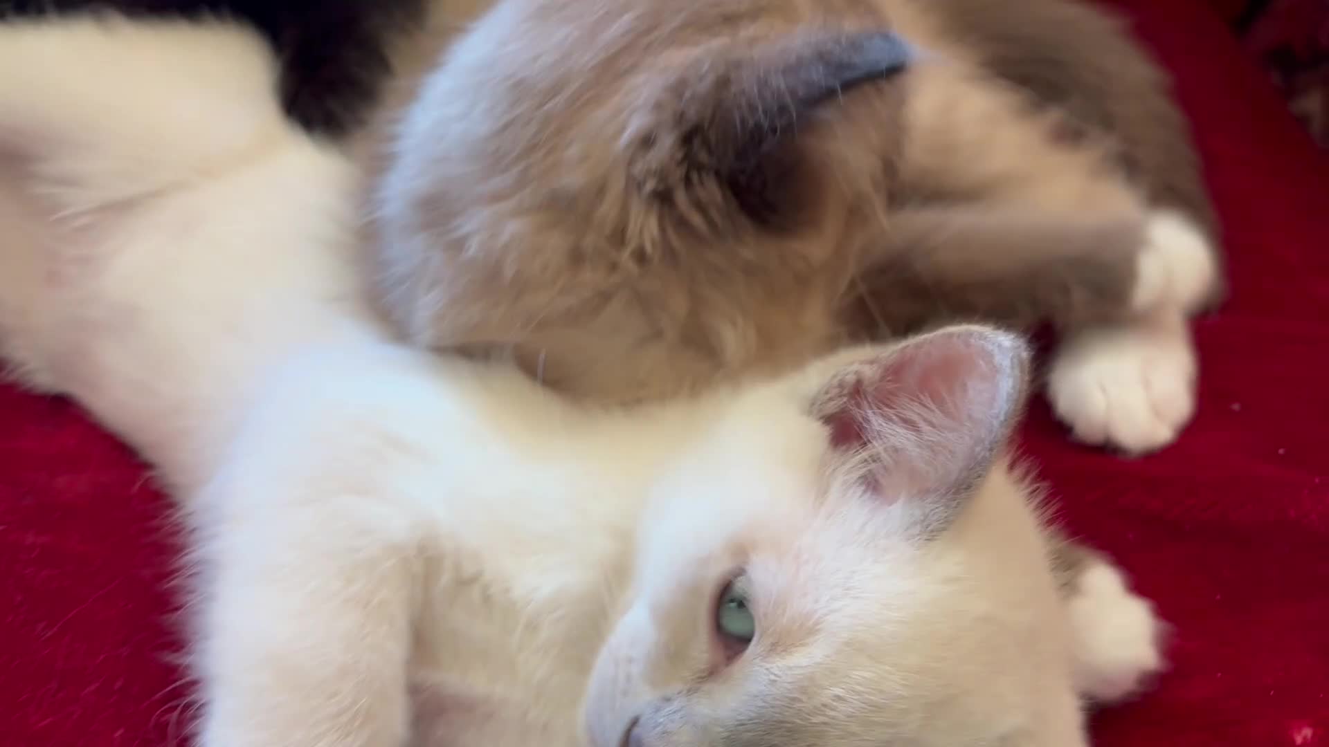 Tonkinese cats for sale: Exquisite Tonkdolls  - Video 3