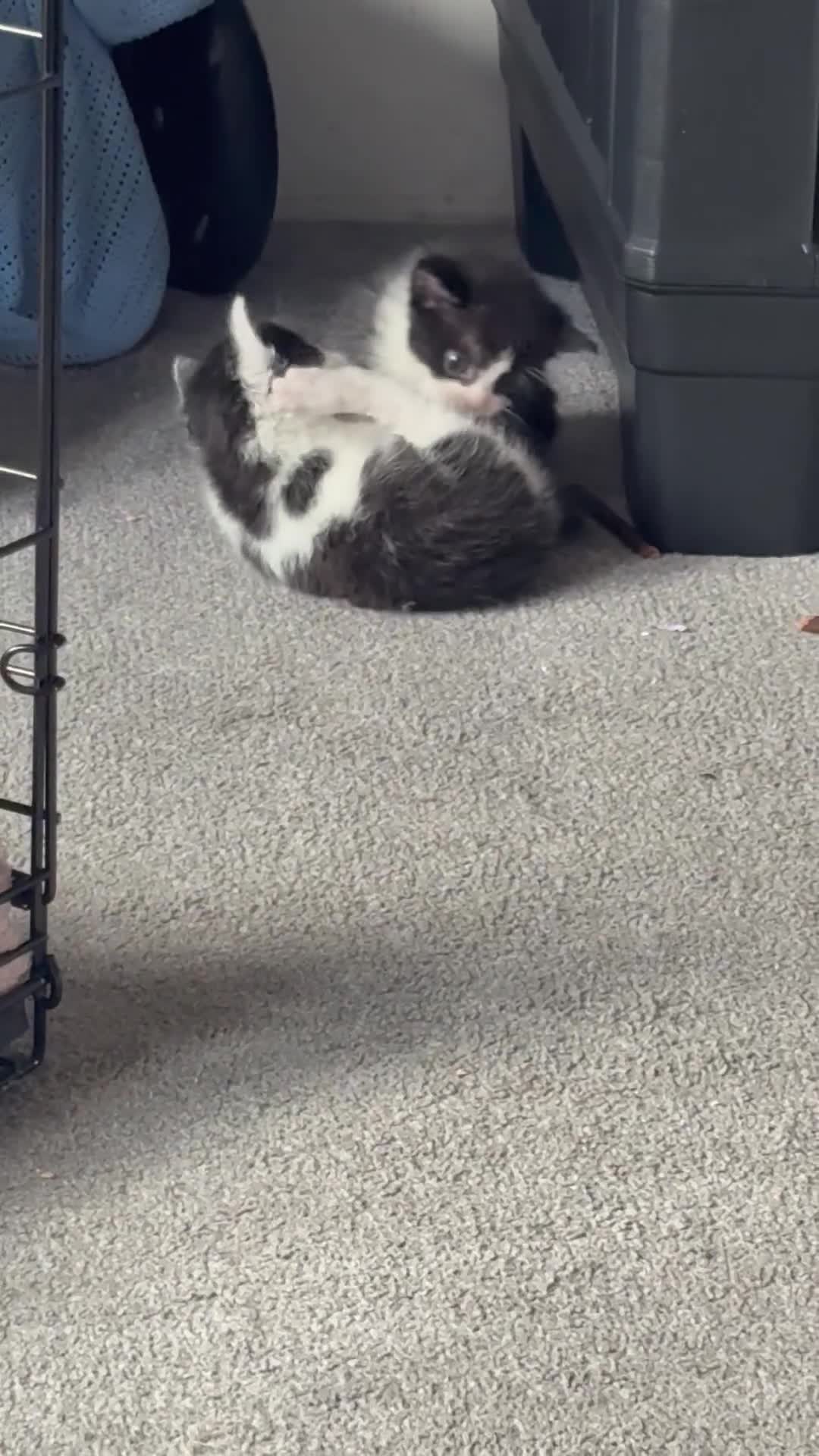 Mixed Breed cats for sale: 5 beautiful kittens - Video 1