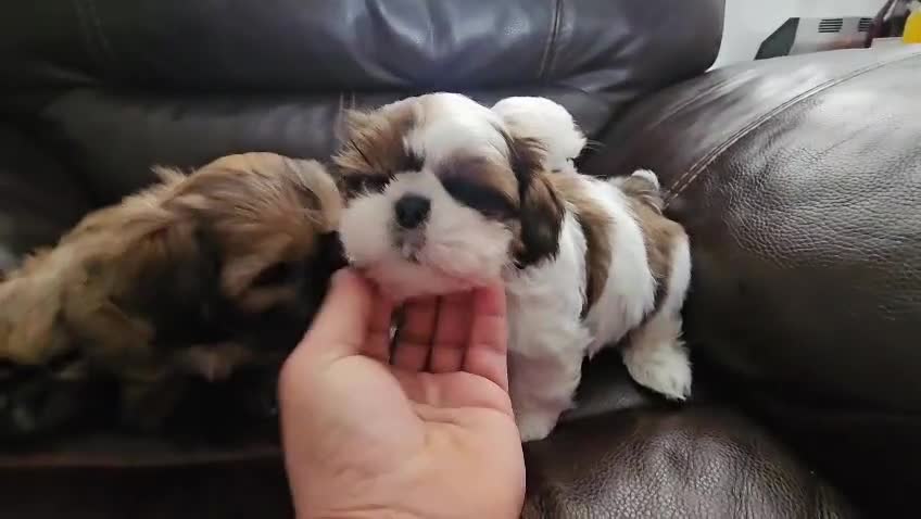 Shih Tzu dogs for sale:  💞 PURE STANDARD SHIH TZU 💕 - Video 4